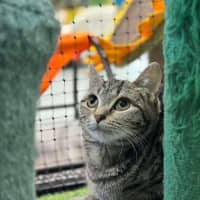 Photo of 🧁 Mabel 6048 🧁