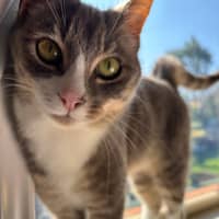 Photo of Millie