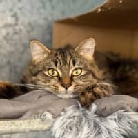 Photo of Ollie