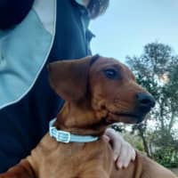 Photo of Wiggles