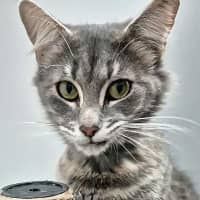 Photo of Momo