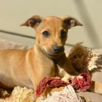 Photo of Huckleberry