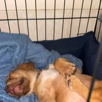 Photo of Hazel