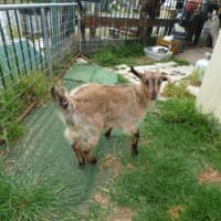 Photo of Cappuccino/Nessi 