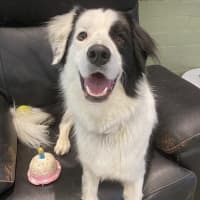 Photo of Haru