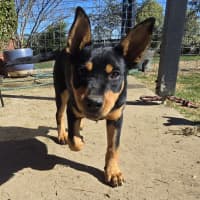 Photo of Cauliflower