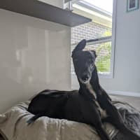 Photo of Cassie, The Greyhound
