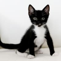 Photo of Sox