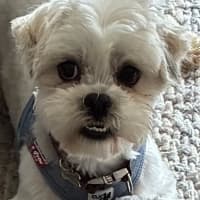 Photo of Biscuit