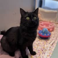 Photo of Smokey