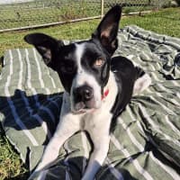 Photo of Dozer