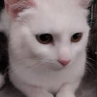 Photo of Queen Elinor 