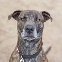 Photo of Ozzie