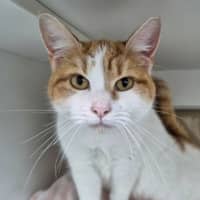 Photo of Honey Jumbles 