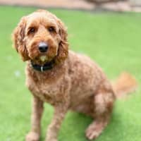 Photo of Rusty