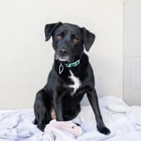 Photo of Harvey