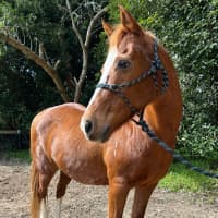 Photo of Blaze   Assisted Rehome