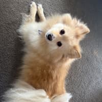 Photo of Jasper   7 Year Old Pomeranian (Trial)