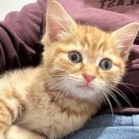 Photo of Cheeto