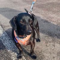 Photo of Luna