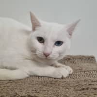 Photo of Pearl