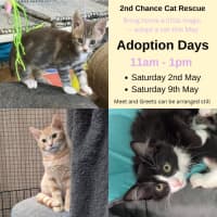 Photo of Clooney ** 2nd Chance Cat Rescue**