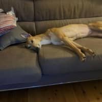 Photo of Willow, The Greyhound