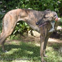 Photo of Milly (Gracious Miss)