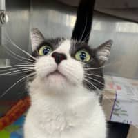Photo of Dora