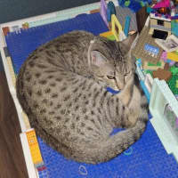 Photo of Nala