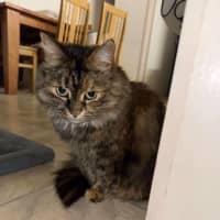 Photo of Smoochy   Assisted Rehome