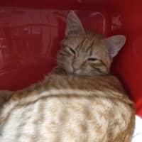 Photo of Nog