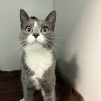 Photo of Purrsephone