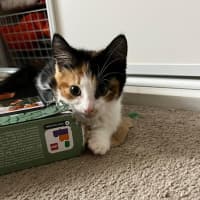 Photo of Jelly Bean