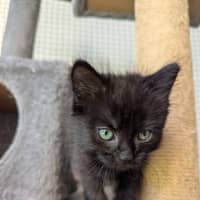 Photo of Benji (Female)