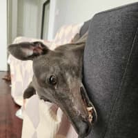 Photo of Bella, The Greyhound