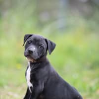 Photo of Ebony