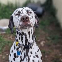 Photo of Ziggy