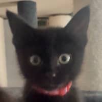 Photo of Marvin