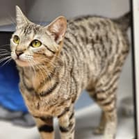 Photo of Musket
