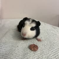 Photo of Dahlia