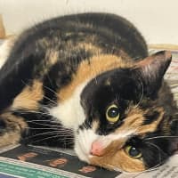 Photo of Tilly