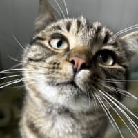 Photo of Morgan