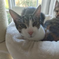 Photo of Purrcy