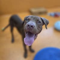 Photo of Nugget