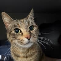 Photo of Eggplant (Eggie)