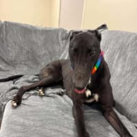 Photo of Chance, The Greyhound
