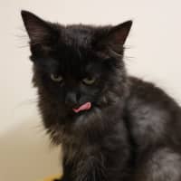 Photo of Gnurr