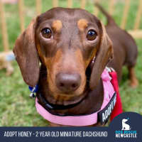Photo of Honey   2 Year Old Dachshund