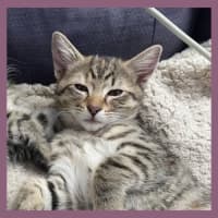 Photo of Savannah 